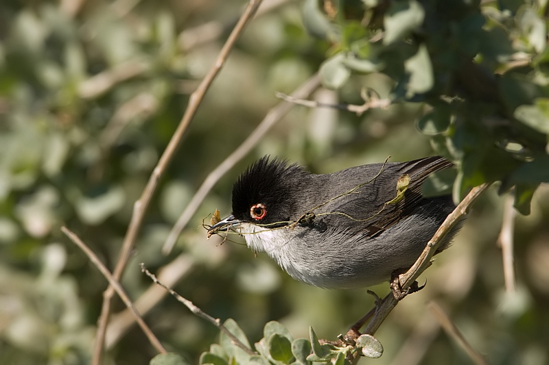 Sylvia melanocephala Kleine Zwartkop Sardinian Warbler